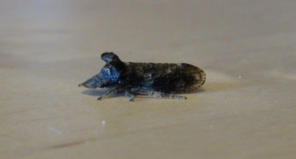 Ledra aurita - Cicadellidae Ledrinae